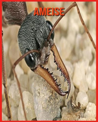 Ameise: Erstaunliche Fakten & Bilder