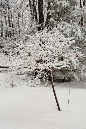 Winter Weather Journal Pretty Tree