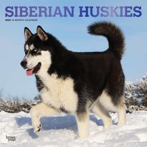 Siberian Huskies 2020 Square Wall Calendar