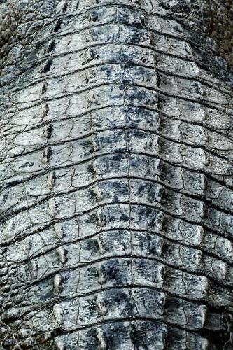 Back of a Crocodile Journal: Take Notes, Write Down Memories in this 150 Page Lined Journal