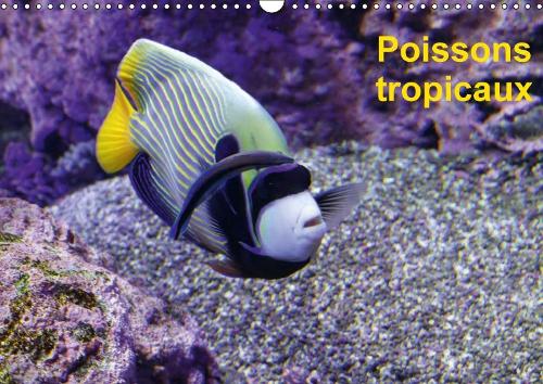 Poissons tropicaux 2018