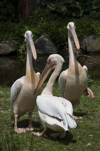 Three Gossiping White Pelicans (Pelicanus occidentalis) Journal: 150 Page Lined Notebook/Diary(English)