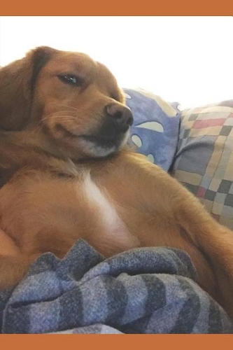 Humorous: 6x9 Inch Matte Softcover Journal with 150 Blank Lined Pages