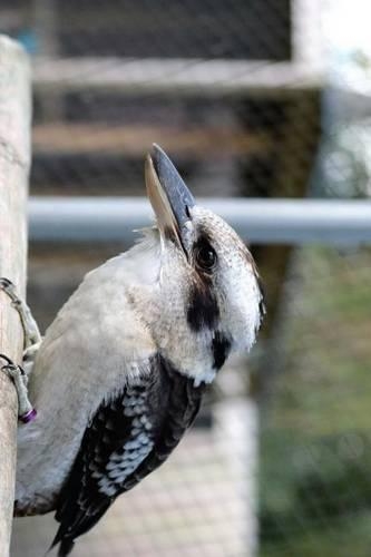 A Beautiful Kookaburra. Birds of the World