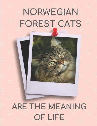 Norwegian Forest Cats Are the Meaning of Life