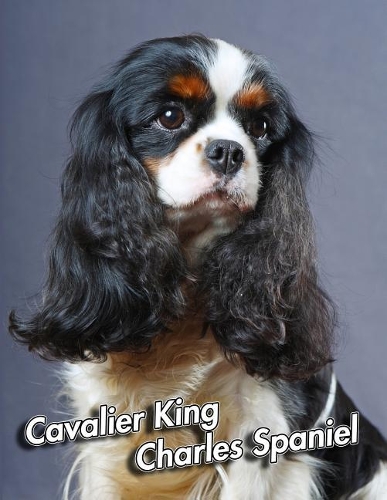Cavalier King Charles Spaniel: 2020 Weekly Calendar 12 Months 107 pages 8.5 x 11 in. Planner Diary Organizer Agenda Appointment Half Spread Wide Ruled Pages
