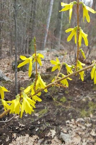 2020 Weekly Planner Early Spring Forsythia 134 Pages: 2020 Planners Calendars Organizers Datebooks Appointment Books Agendas