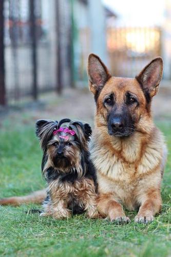 German Shepherd and a Yorkshire Terrier Posing Journal