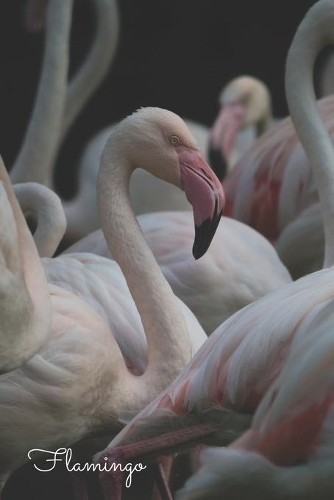 Flamingo: Notizbuch / Tagebuch bunte Vögel - DIN A5 120 Seiten punktiert / Punkteraster - Geschenk Vogelliebhaber