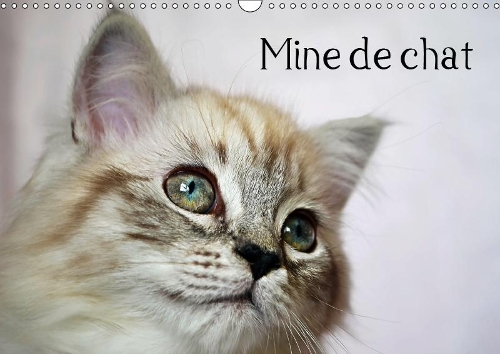 Mine de chat 2019: Photos fascinantes des tigres de salon prises de très près.(Calvendo Animaux)
