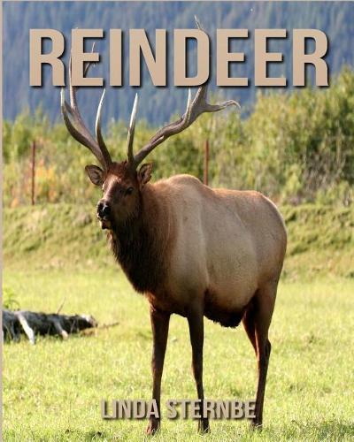 Reindeer