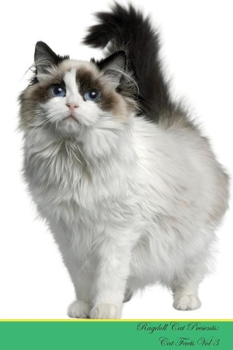 Ragdoll Cat Presents