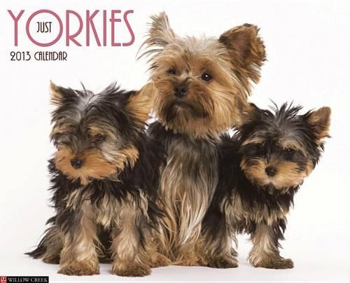 Just Yorkies Calendar