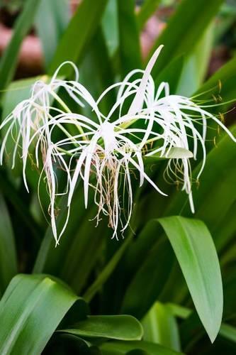 White Spider Lily Journal