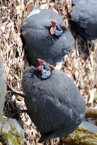Guinea Fowl Pair Journal