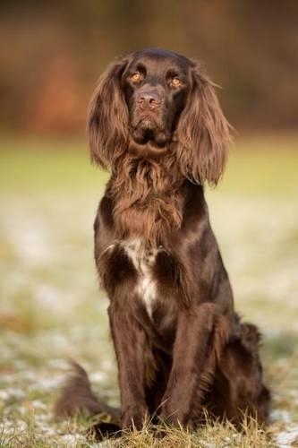 The German Longhaired Pointer Dog Journal