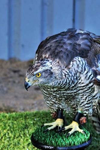 Goshawk Perched on a Post