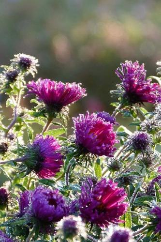 Purple Asters in the Morning Autumn Flowers Gardening Journal