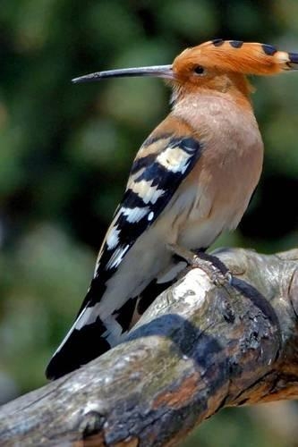Hoopoe Bird Journal