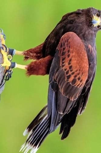 Harris Hawk Perched on a Pole: Blank 150 Page Lined Journal for Your Thoughts, Ideas, and Inspiration(English)