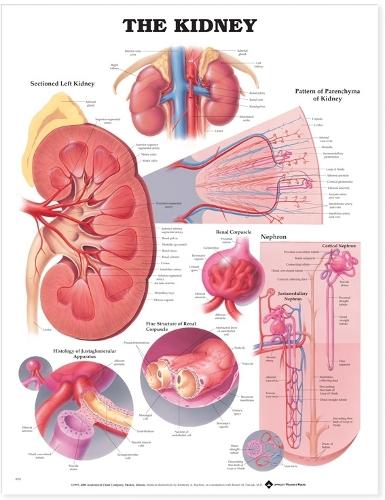 The Kidney Anatomical Chart: (English)