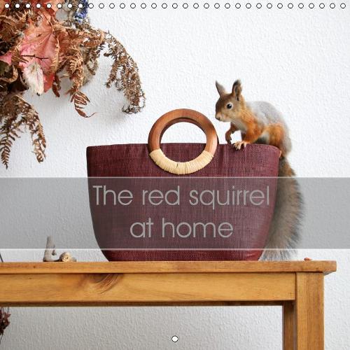 The red squirrel at home 2019
