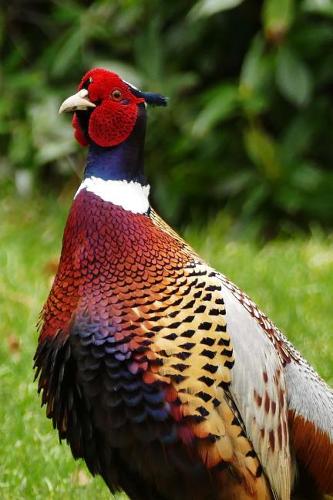 Magnificent Colored Pheasant in the Grass Journal: Take Notes, Write Down Memories in this 150 Page Lined Journal