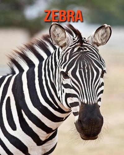 Zebra: Fun Facts & Cool Pictures