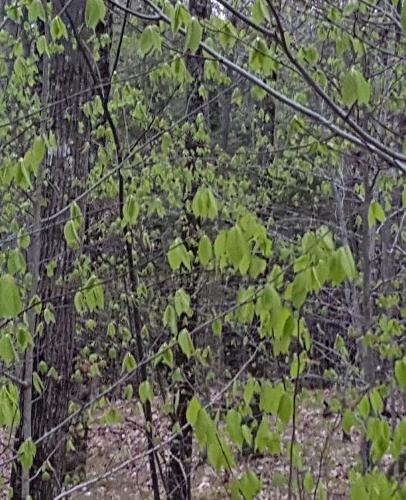 School Composition Book Spring Forest Trees New Leaves