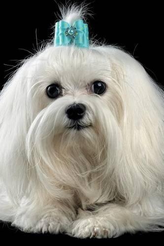 Maltese Notebook & Journal. Productivity Work Planner & Idea Notepad