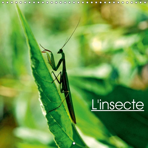 L'insecte 2019