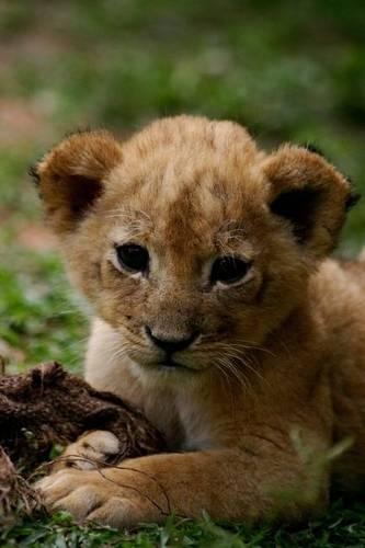 Aww, Look at the Little Lion Cub Journal: 150 page lined notebook/diary