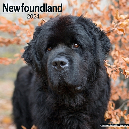 Newfoundland Calendar 2024  Square Dog Breed Wall Calendar - 16 Month