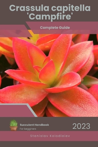 Crassula capitella 'Campfire'