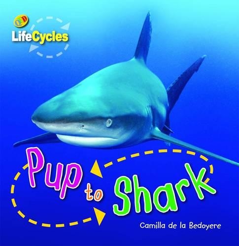 Pup to Shark: (Lifecycles)