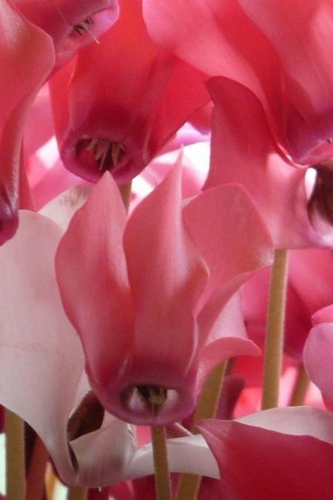 Beautiful Cyclamen Notebook