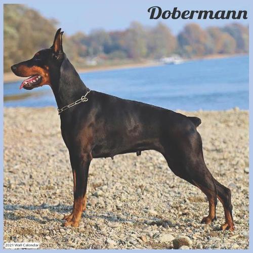 Dobermann 2021 Wall Calendar