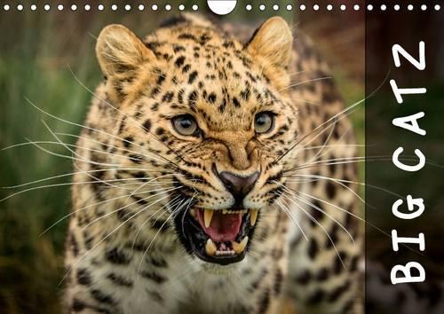 Big Catz 2016: A calendar featuring some of the worlds most beautiful and rarest big cats(Calvendo Nature)