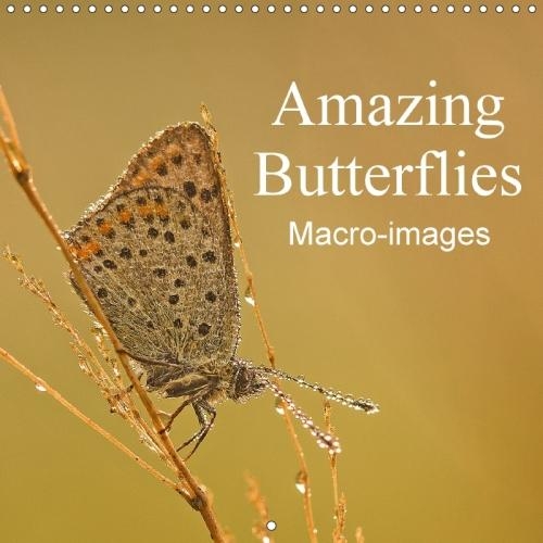 Amazing Butterflies Macro-Images 2018: 12 Stunning Macro Butterfly Images. See the Beauty of a Common Butterfly Close Up and Personal. We Think You Will Agree That the Results Can be Pret