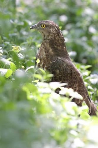 Honey Buzzard (Pernis Apivorus) Bird Journal