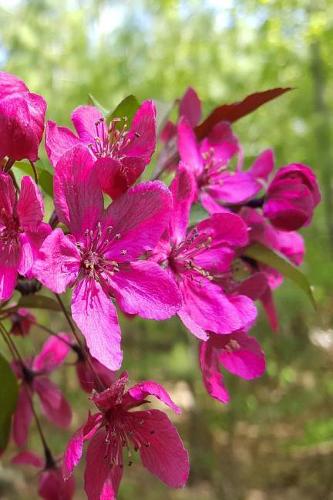 2019 Daily Planner Full Bloom Flowering Tree Branch 384 Pages