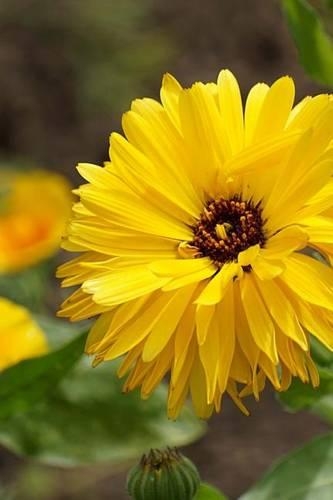 Flowers and Petals Journal