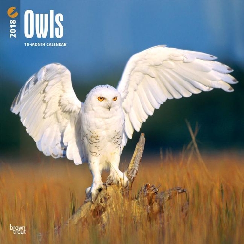 Owls 2018 Wall Calendar