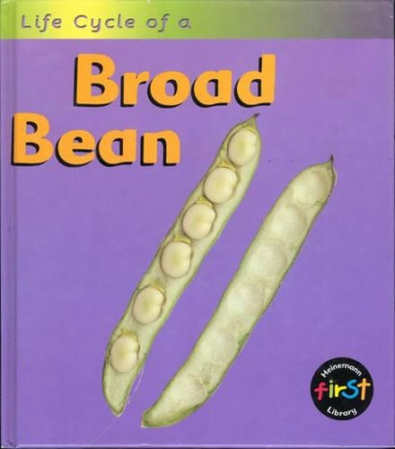 Broad Bean