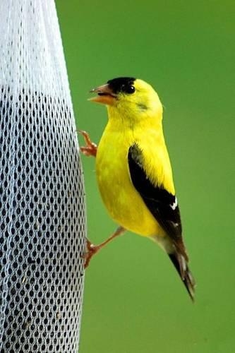 A Beautiful Golden Finch Perched on a Feader: Blank 150 Page Lined Journal for Your Thoughts, Ideas, and Inspiration(English)