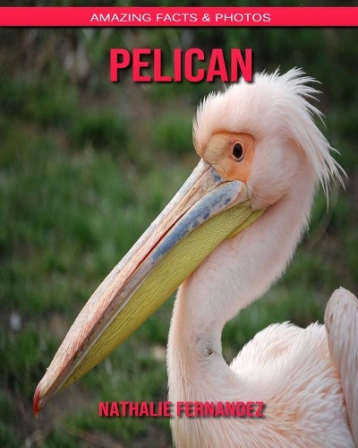 Pelican