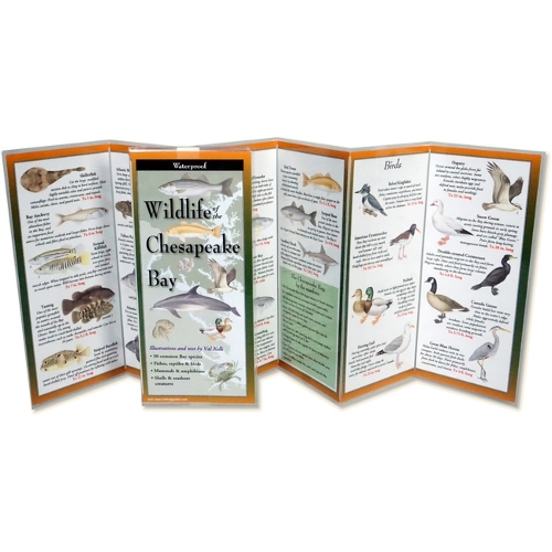 Wildlife of the Chesapeake Bay