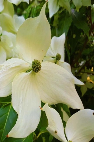 Summer 2019 Daily Planner Flowering Tree 384 Pages