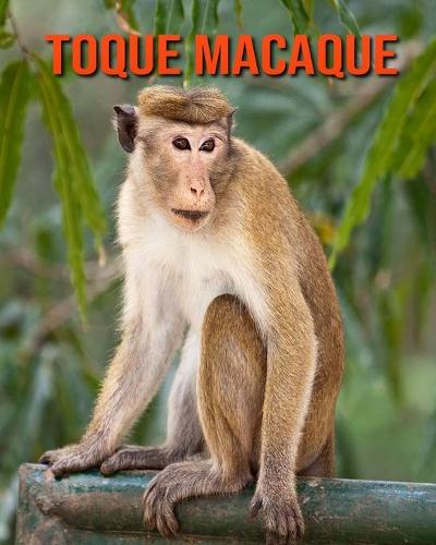 Toque Macaque: Amazing Facts about Toque Macaque