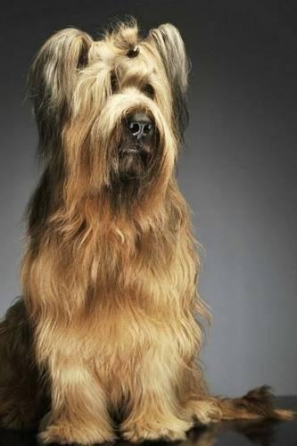 Briard: Artified Pets Dog Journal/Notebook/Diary(English)